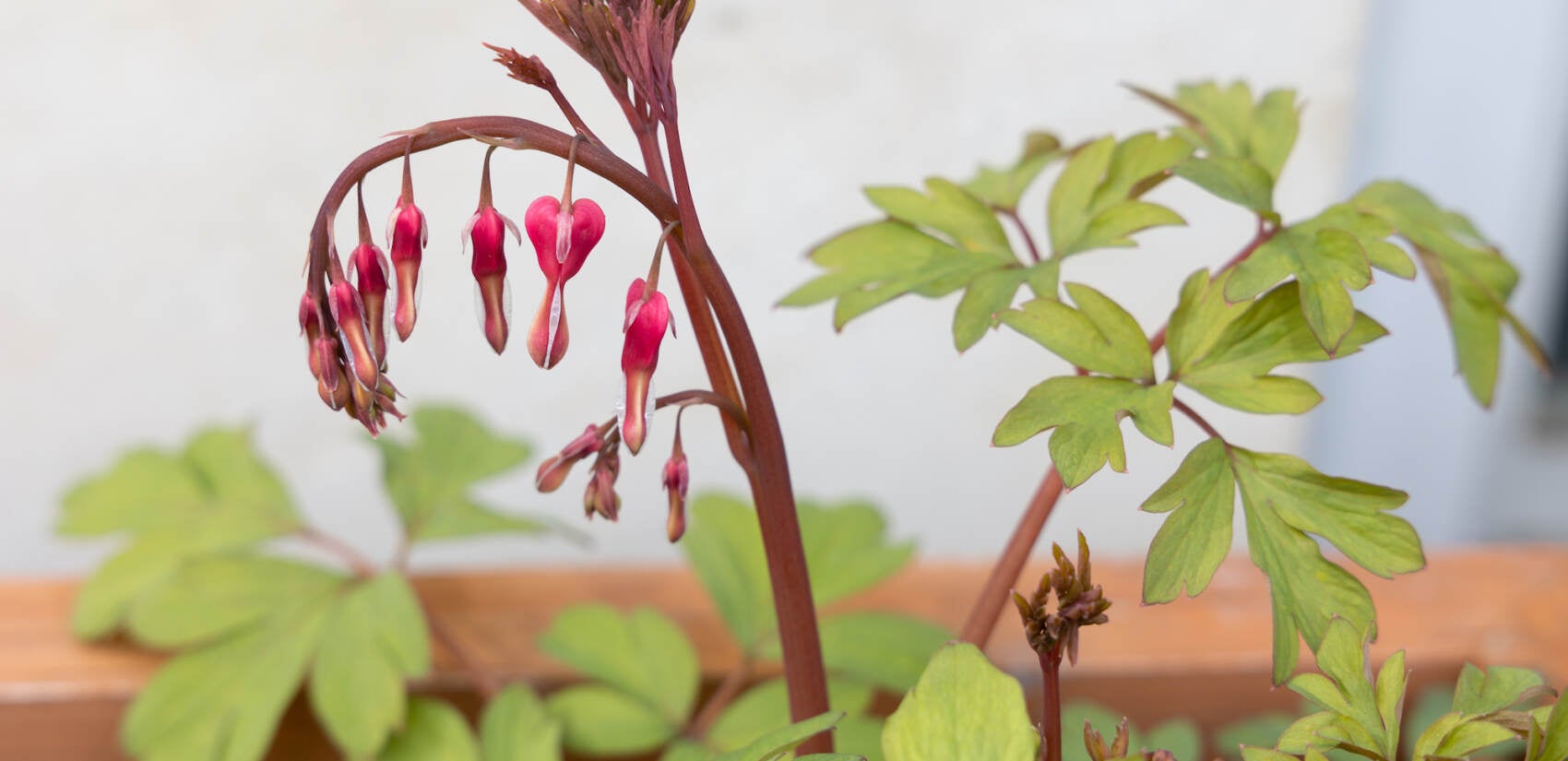 A dicentra plant, commonly known as a bleeding heart, is an early bloomer in Port Richmond. (Kimberly Paynter/WHYY)