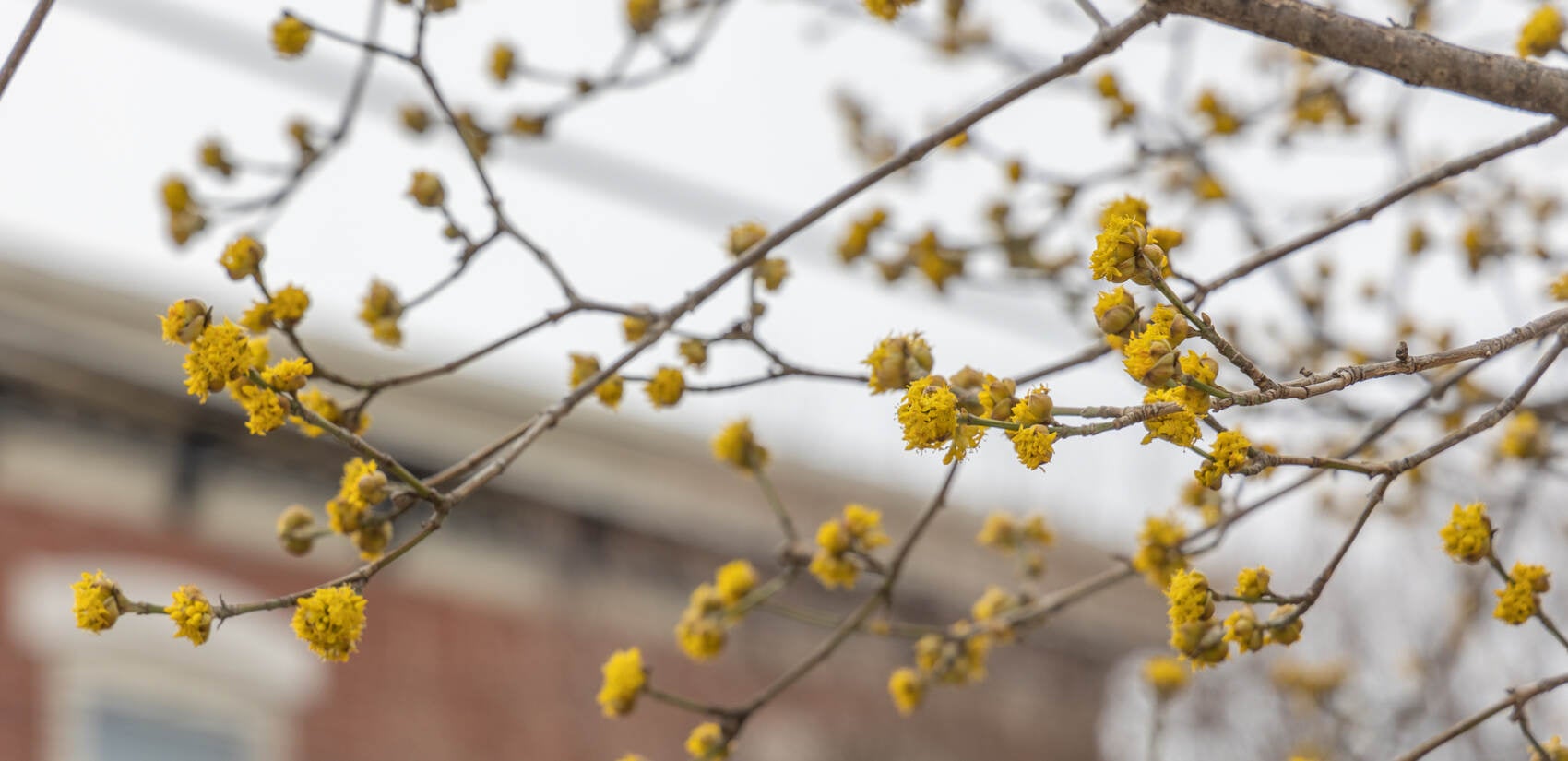 A cornelian dogwood tree puts out its first burst of bloom in Port Richmond. (Kimberly Paynter/WHYY)