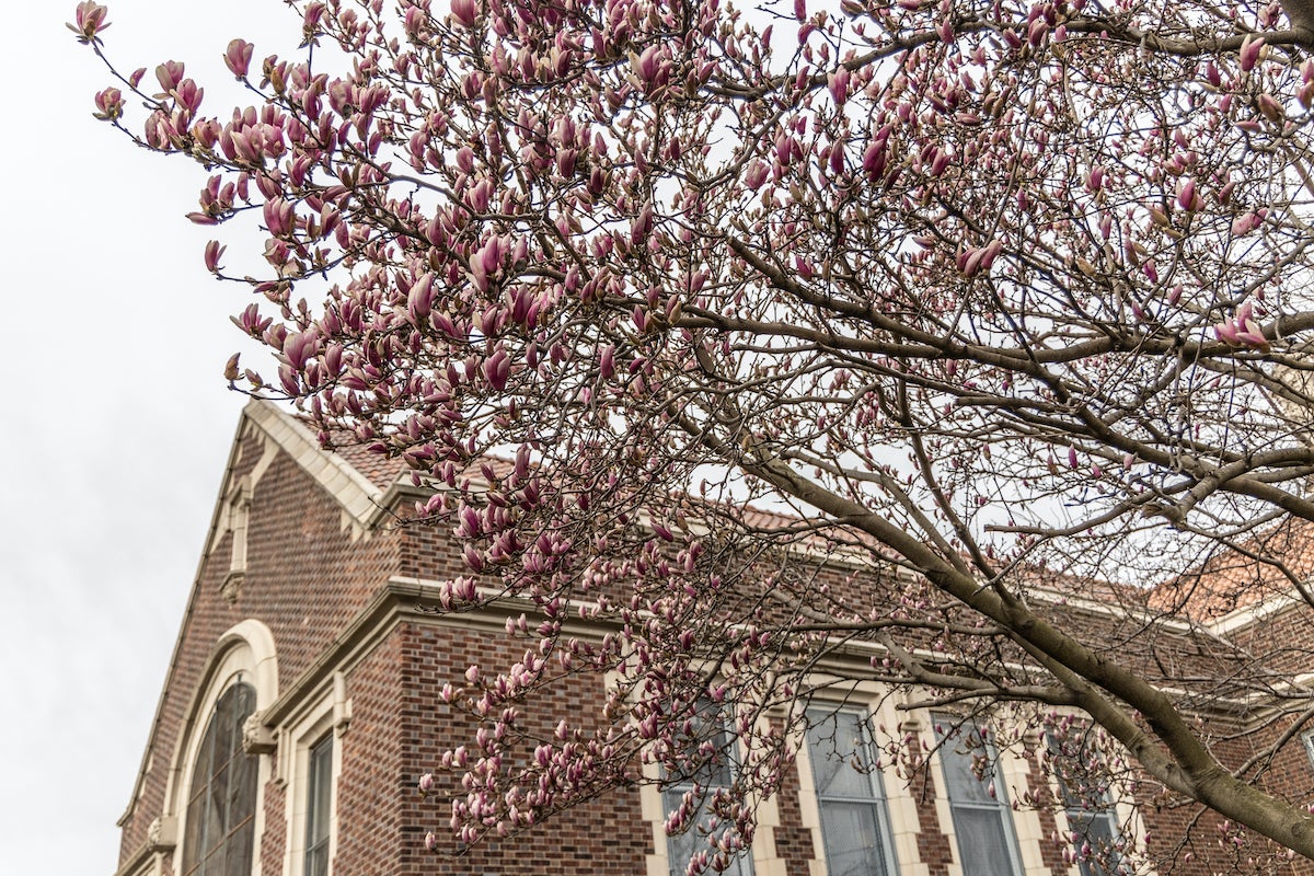 A saucer magnolia tree begins its show at the Port Richmond public Library. (Kimberly Paynter/WHYY)