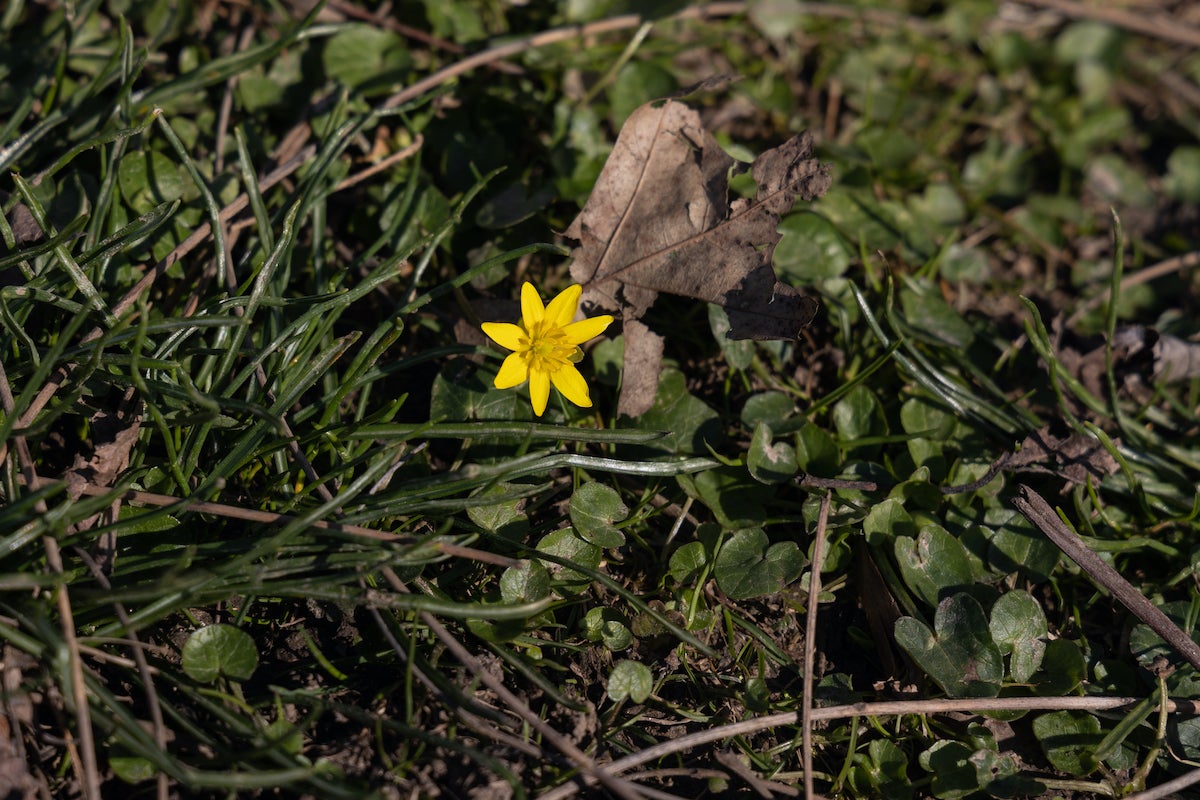 Tiny ranunculus, commonly know as creeping buttercup, bloom shortly before spring at the Sedgley Woods in Fairmount Park. (Kimberly Paynter/WHYY)
