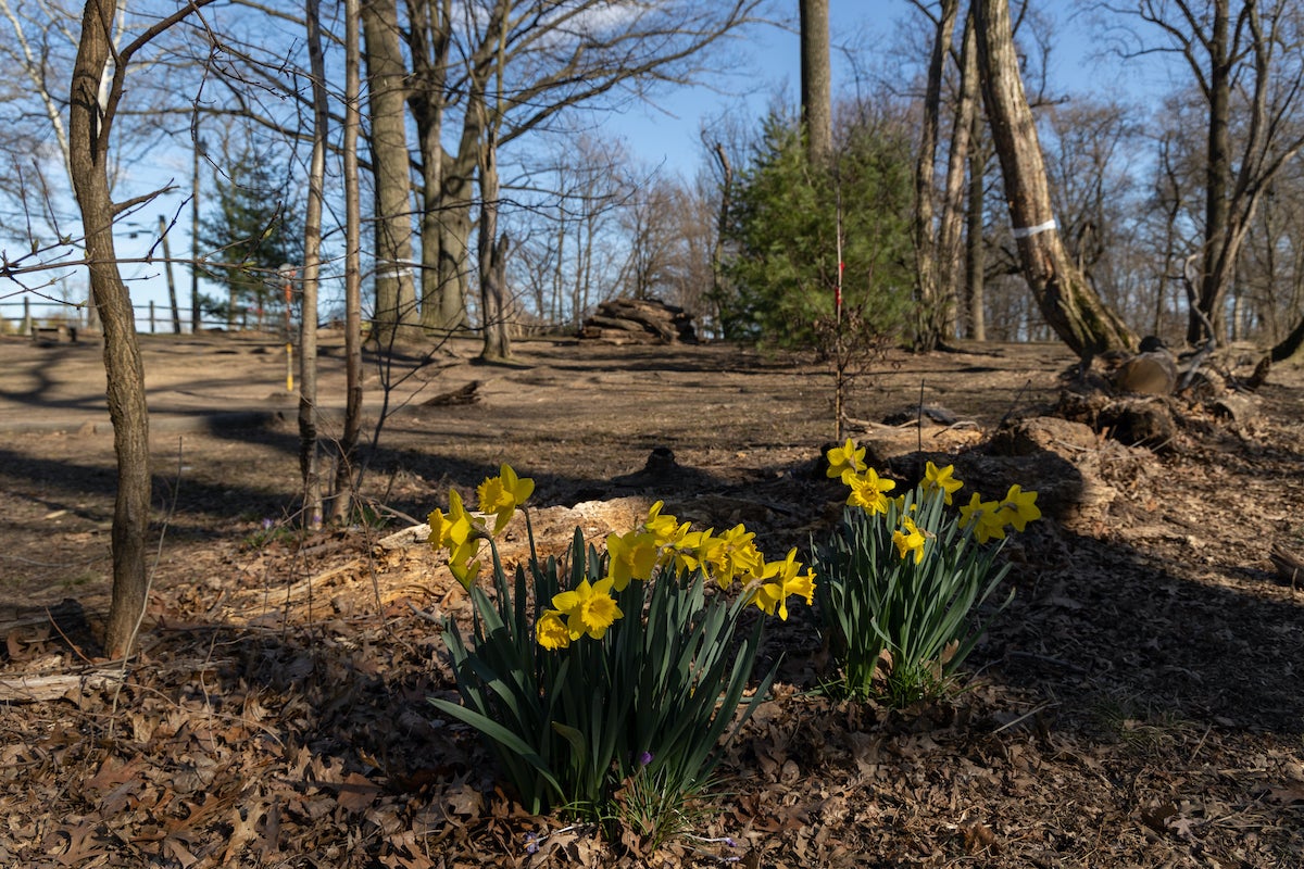 Daffodils are everywhere in spring, including the disc golf course at the Sedgley Woods in Fairmount Park. (Kimberly Paynter/WHYY)