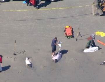 Chopper 6 over scene as rescuers work to save beached dolphins in Sea Isle City
