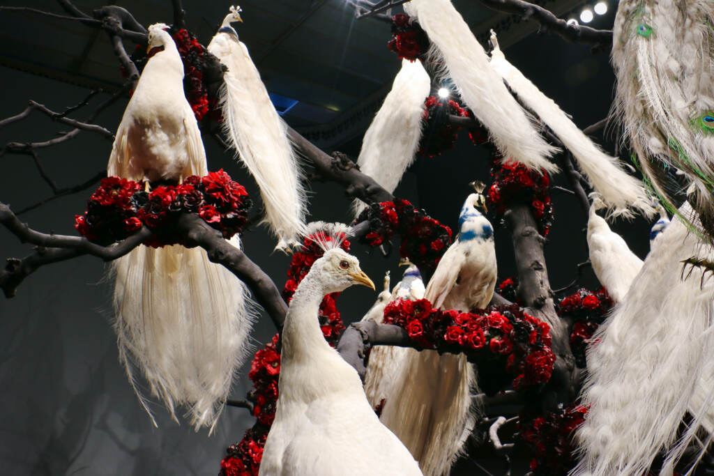 An up-close view of taxidermied peacocks.