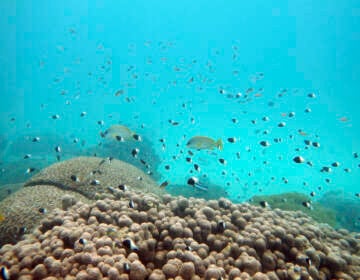 Fish swim near some bleached coral at Kisite Mpunguti Marine park, Kenya