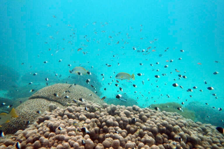 Fish swim near some bleached coral at Kisite Mpunguti Marine park, Kenya