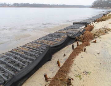 Logs of coconut husk known as coir sit on the bank of the Shark River in Neptune, N.J., Jan. 31, 2023, where the American Littoral Society doing a shoreline restoration project incorporating coconut fibers. The material is being used in shoreline stabilization projects around the world