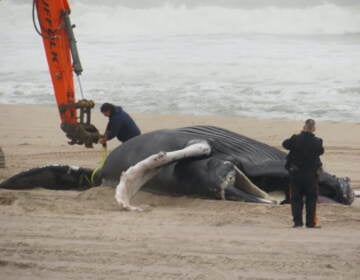 Dead Humpback Whale on Offshore New Jersey Beach