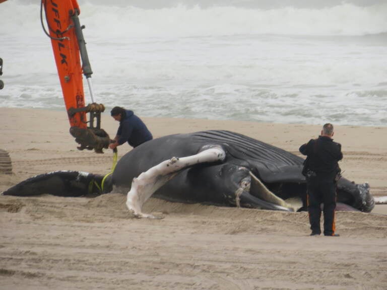 Dead Humpback Whale on Offshore New Jersey Beach