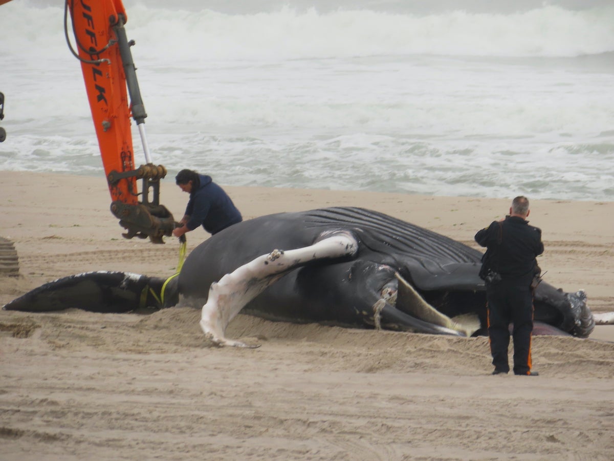 Offshore wind critics call for investigation of New Jersey whale strandings