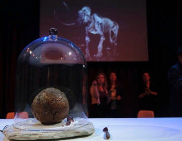 A meatball made using genetic code from the mammoth is seen at the Nemo science museum in Amsterdam
