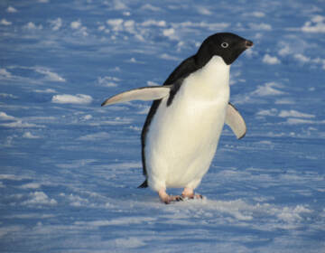 Pictured: An Adélie penguin nearby Palmer Station, a research facility in Antarctica. Scientists there are studying how climate change is affecting local penguin populations — and why, exactly, Adélies are declining, while Gentoo penguins are thriving. (Matthew Breece/University of Delaware)