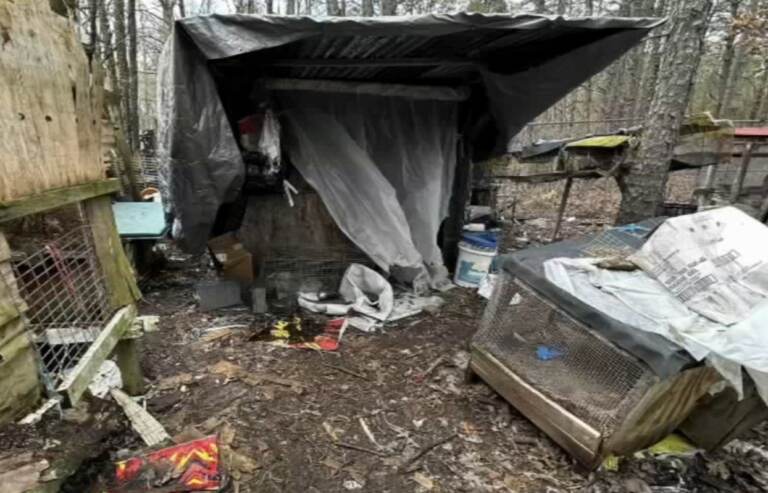 Roosters, turkeys, chickens, dogs, cats, and other birds were discovered living in deplorable conditions, authorities said. (6abc)