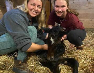 Madison and Haley pose with a newly-born filly that is laying in the straw. The mare, the foal's mom, is visible in the background.