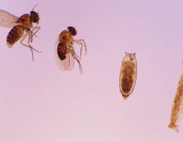 Close-up of bodies of fruit flies at various ages of developments.