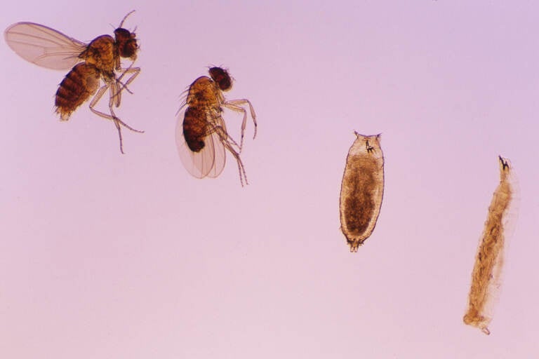 Close-up of bodies of fruit flies at various ages of developments.