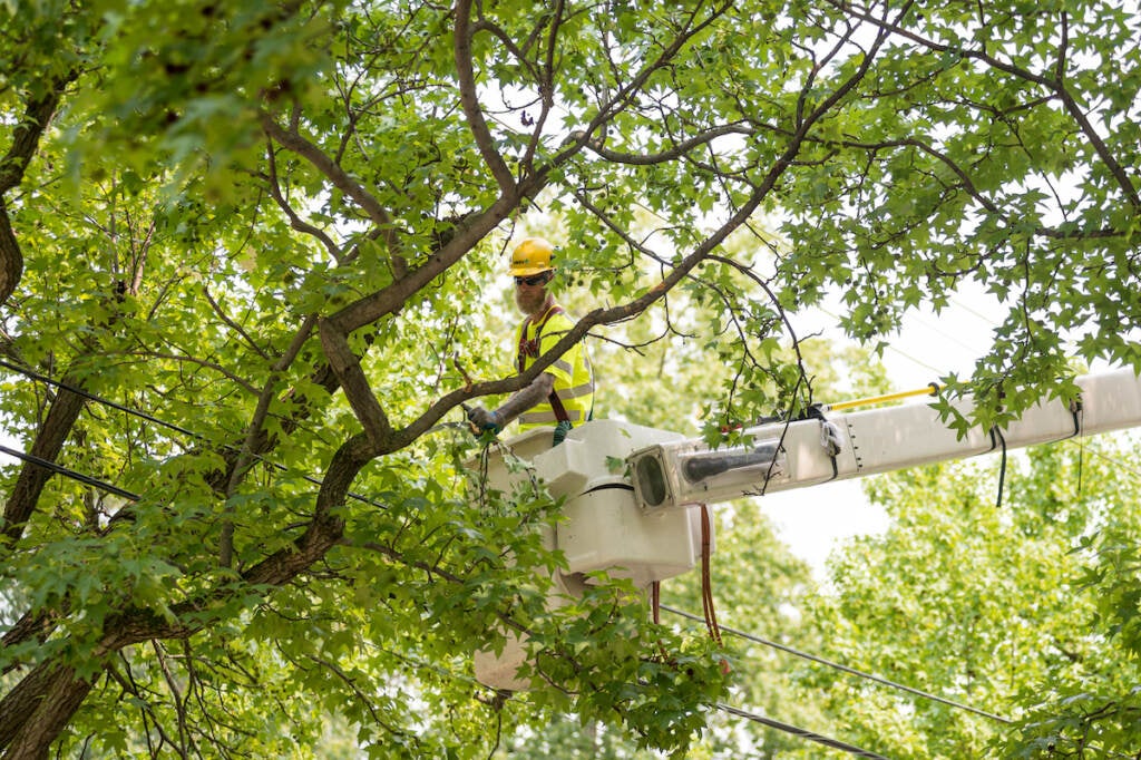 An arborist is visible working on a tree, high up in the green-leafed branches.