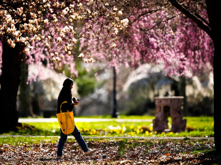 Pennsylvania Daily Life A person walks amongst cherry blossoms at Fairmount Park Horticulture Center