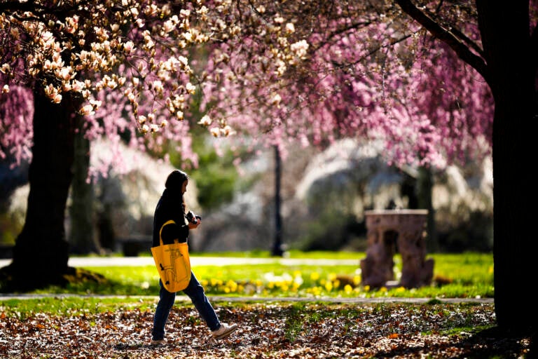 A person walks amongst cherry blossoms at Fairmount Park Horticulture Center