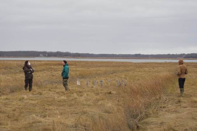 Environmentalists from Ducks Unlimited and other organizations are using $500,000 in funding to restore saltwater marshes in Delaware and New Jersey. Saltwater marshes protect communities from flooding, and provide habitat for birds and fish. (Courtesy of Ducks Unlimited)