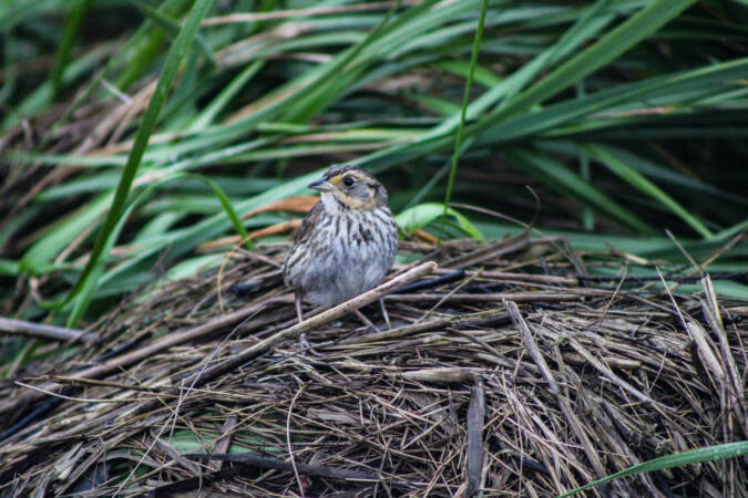 Environmentalists from Ducks Unlimited and other organizations are using $500,000 in funding to restore saltwater marshes in Delaware and New Jersey. Saltwater marshes protect communities from flooding, and provide habitat for birds and fish. (Courtesy of Ducks Unlimited)