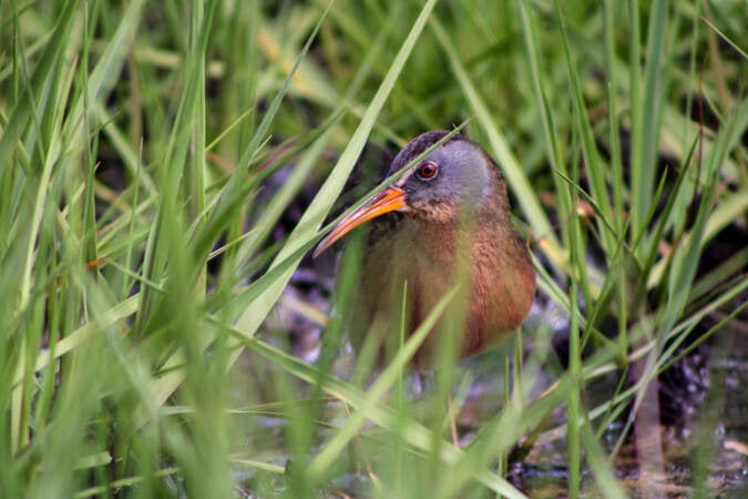 Environmentalists from Ducks Unlimited and other organizations are using $500,000 in funding to restore saltwater marshes in Delaware and New Jersey. Saltwater marshes protect communities from flooding, and provide habitat for birds and fish. (Courtesy of Ducks Unlimited)