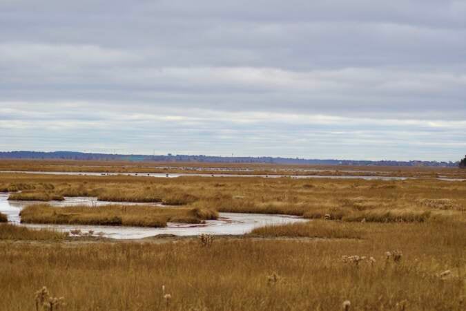 Environmentalists from Ducks Unlimited and other organizations are using $500,000 in funding to restore saltwater marshes in Delaware and New Jersey. Saltwater marshes protect communities from flooding, and provide habitat for birds and fish. (Courtesy of Ducks Unlimited)