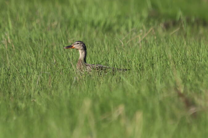 Environmentalists from Ducks Unlimited and other organizations are using $500,000 in funding to restore saltwater marshes in Delaware and New Jersey. Saltwater marshes protect communities from flooding, and provide habitat for birds and fish. (Courtesy of Ducks Unlimited)