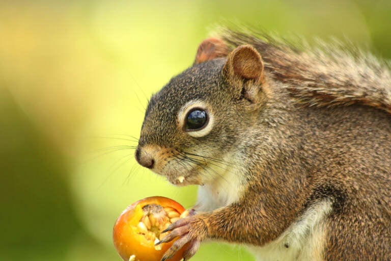 Science writer Bethany Brookshire has an enemy who lives in her backyard: a gray squirrel she named “Kevin.” In her new book, she says we can rethink our relationships with animals we call “pests” like squirrels, rats, pigeons, pythons and more. (Gael Dupont-langevin)