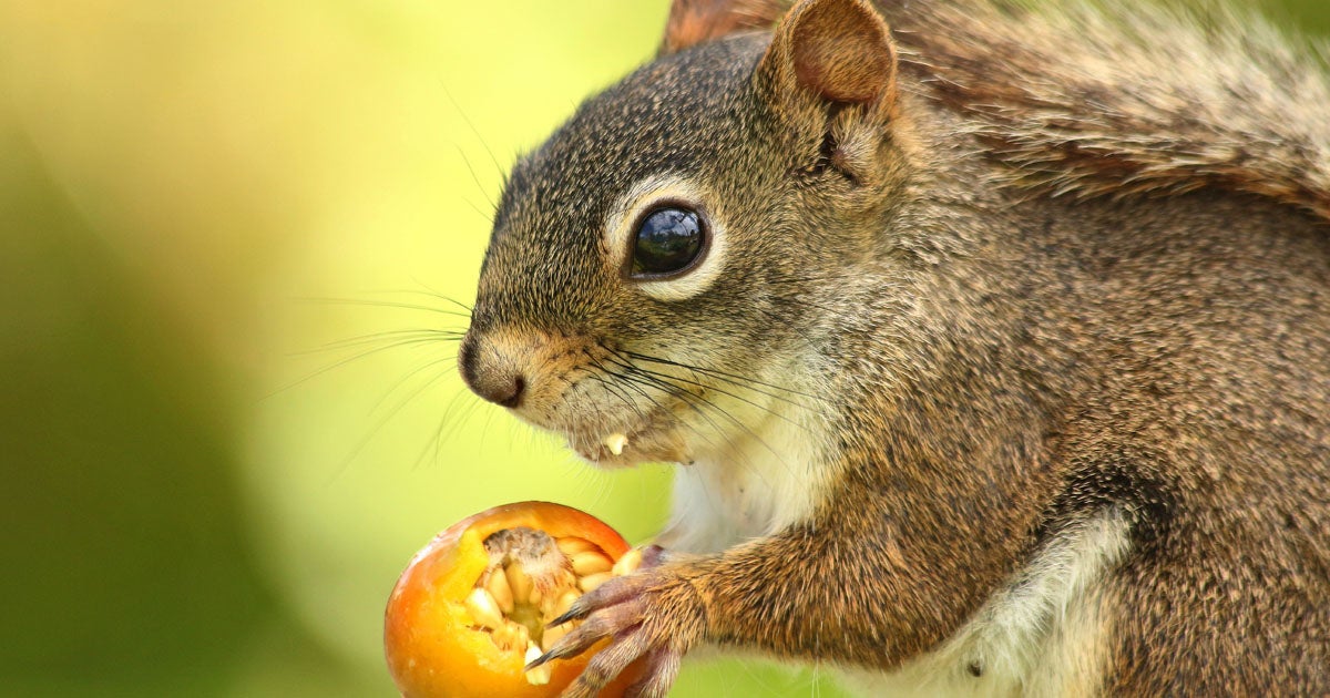 make your own squirrel call