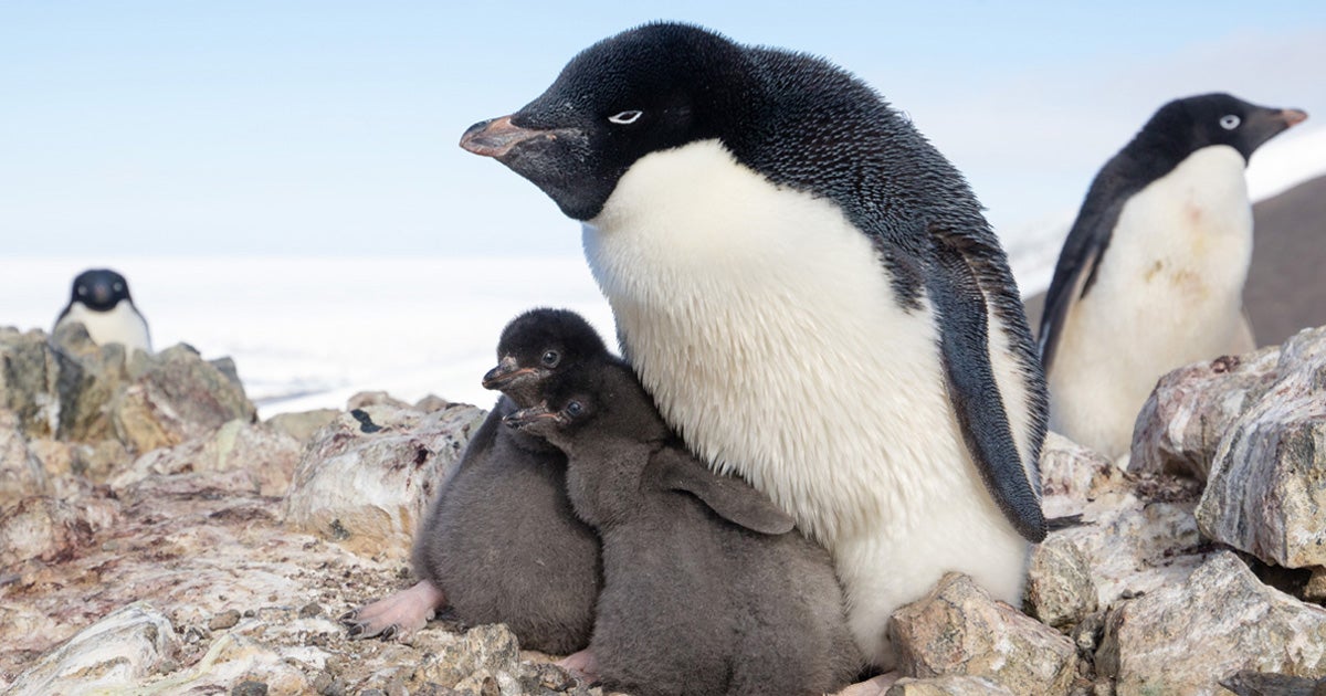 How climate change impacts penguin species on Antartica — WHYY