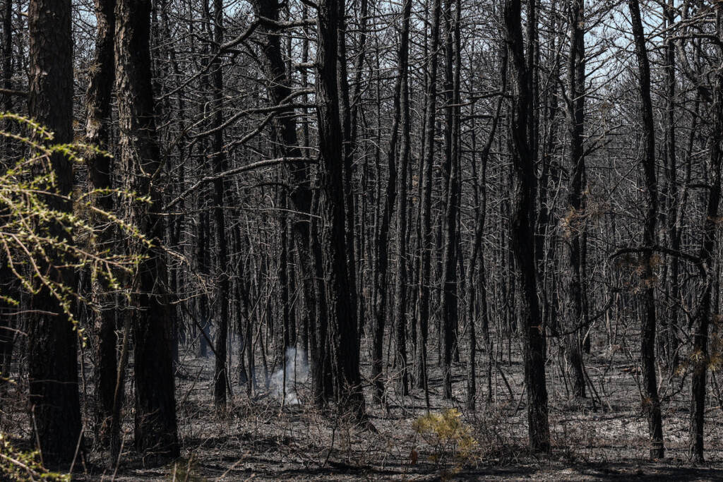 Charred and smoking trees are visible.
