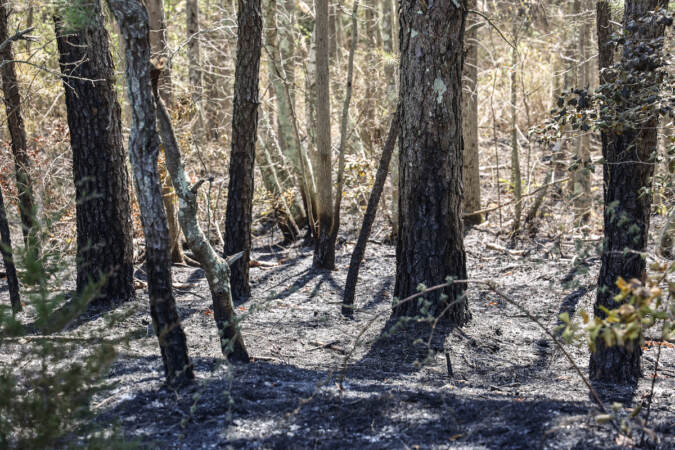 Trees charred by fire are visible.