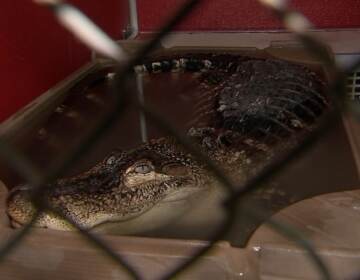 ACCT Philly is now working with an animal sanctuary that can take the 8-foot alligator. (6abc)