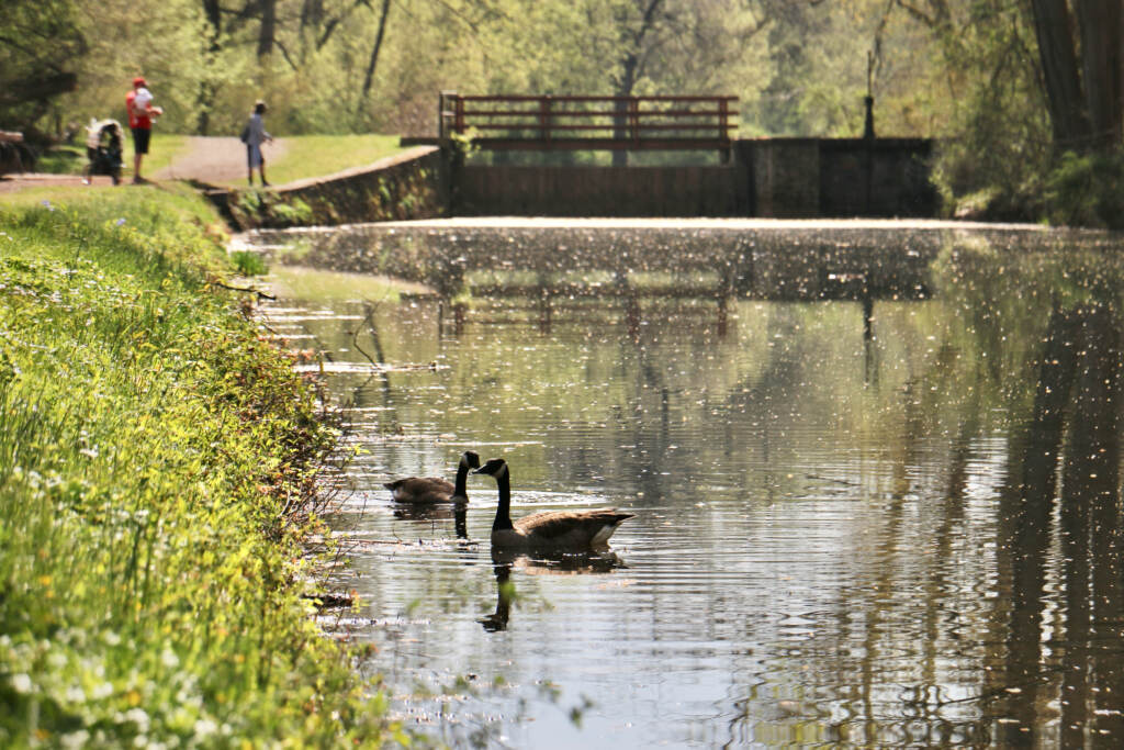 Geese swim in a river