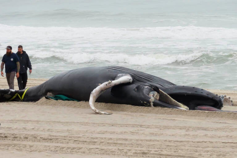 Workers walk near a dead whale that washed ashore in Seaside Park N.J