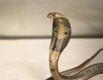 an 18-inch, one-year-old Indian cobra