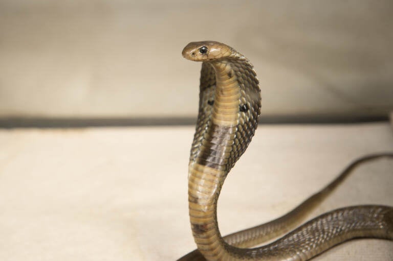 an 18-inch, one-year-old Indian cobra