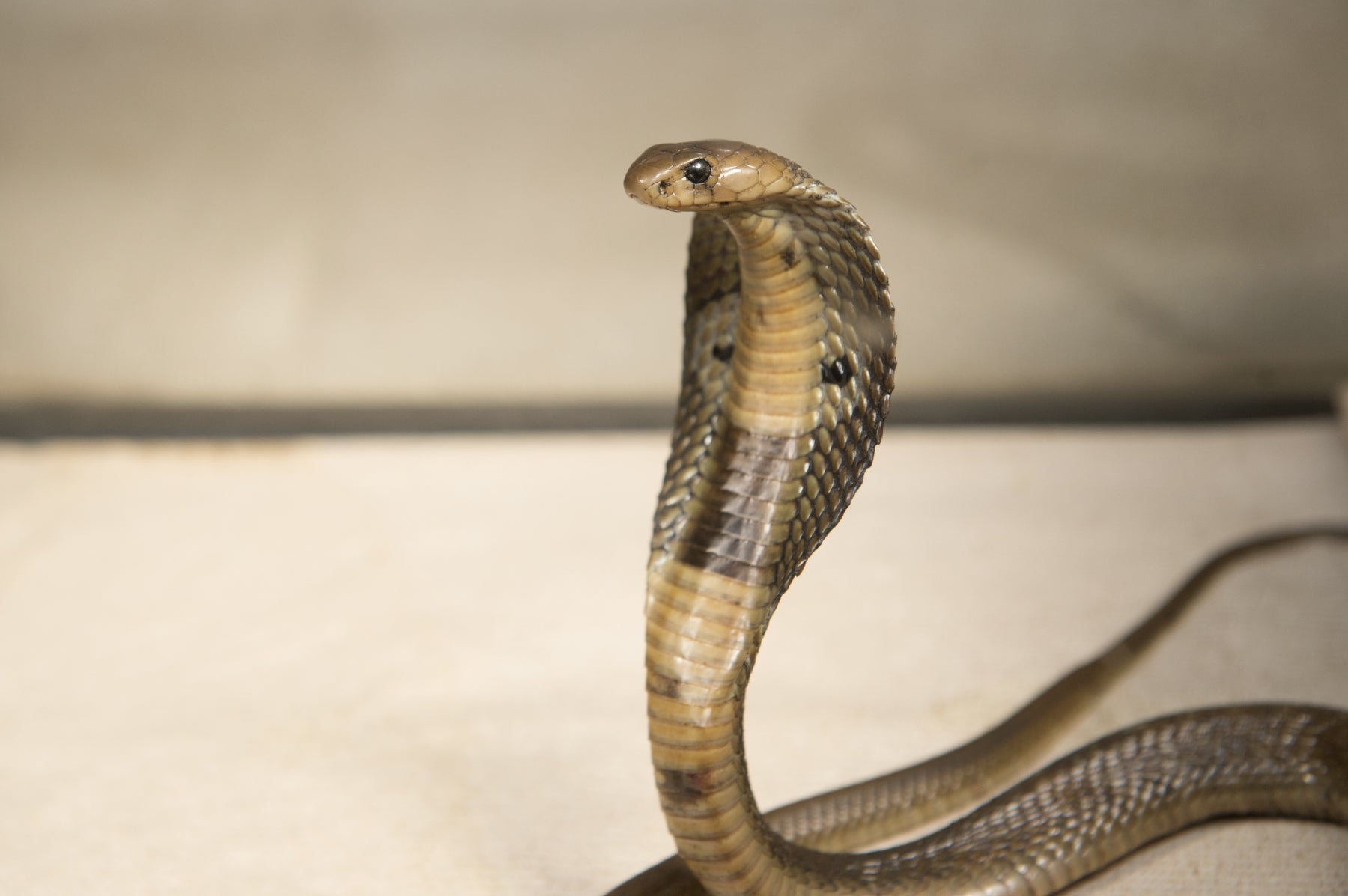 New species of cobra-like snake discovered – but it may already be extinct
