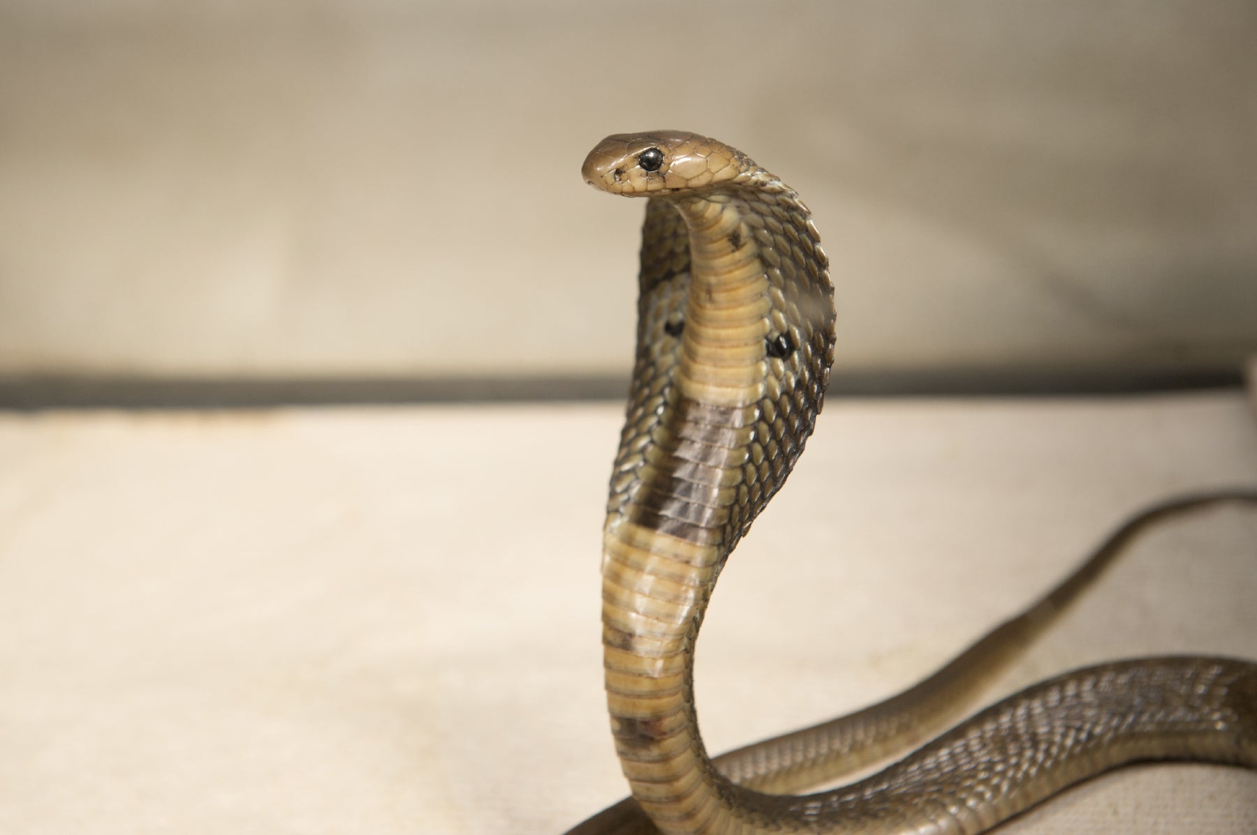 Snake on a plane: Highly venomous cobra found under pilot's seat, World  News