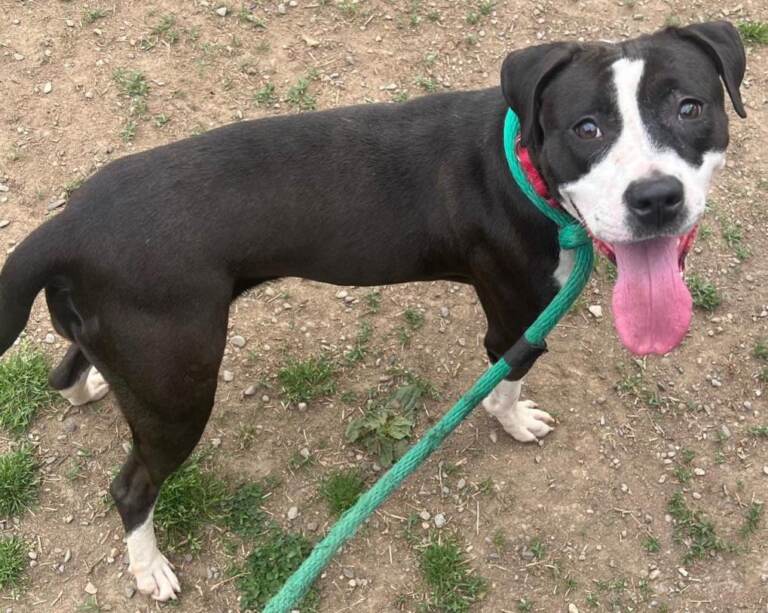 Amanda, a 4-year-old dog available for adoption at ACCT Philly