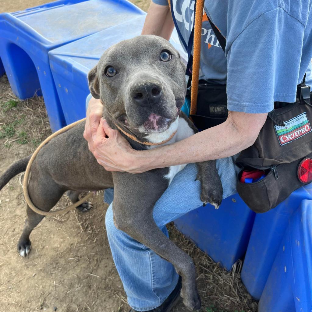 Doodle, a 2-year-old dog available for adoption at ACCT Philly