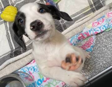 A closeup photo of a puppy.