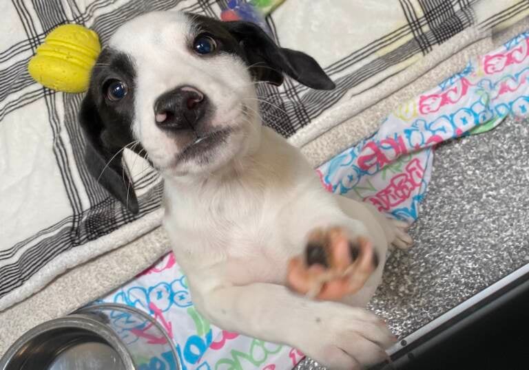 A closeup photo of a puppy.