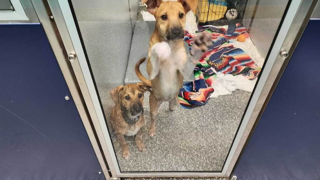 Two dogs leap up towards a door.