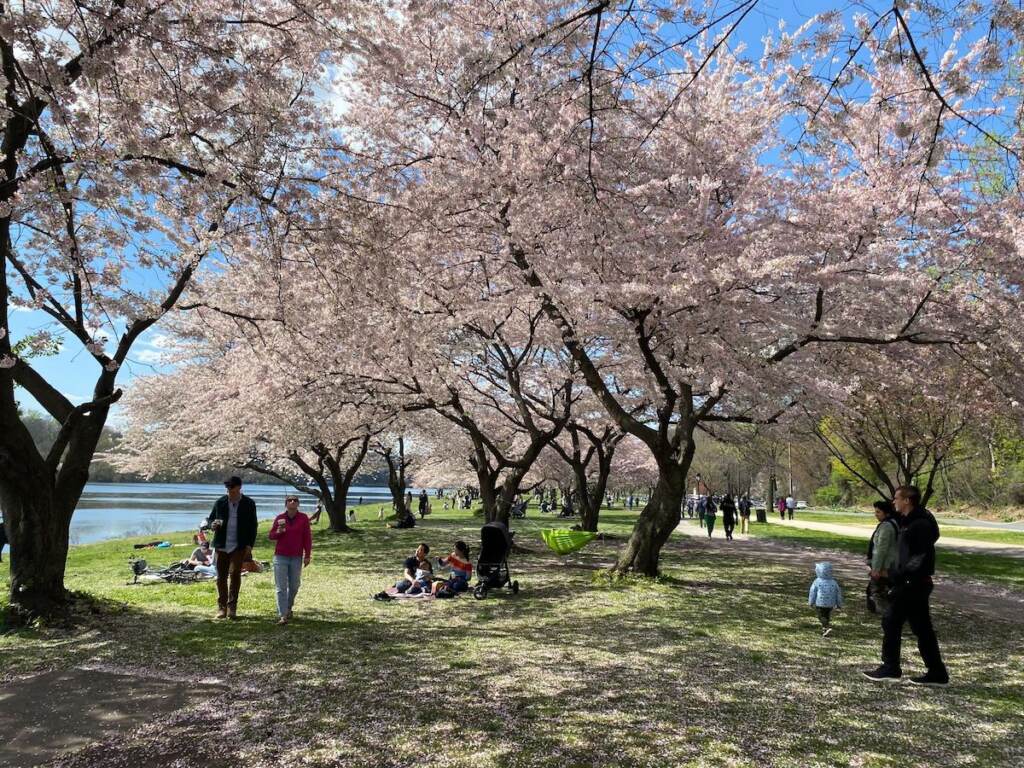 Cherry blossom trees and people walking nearby are visible.