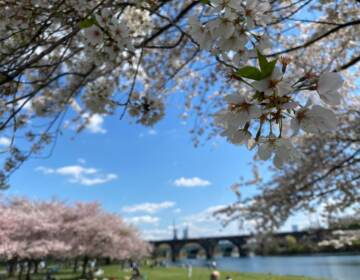 Cherry blossoms at Fairmount Park along Kelly Drive. (Ella Lathan/WHYY News)