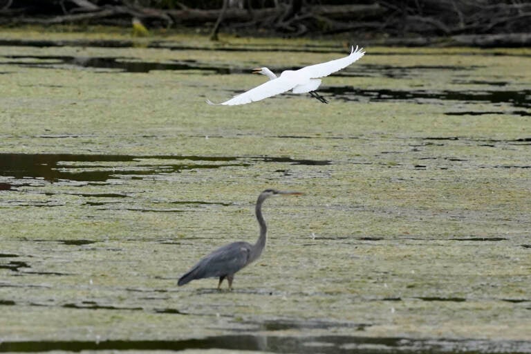 birds in a wetland