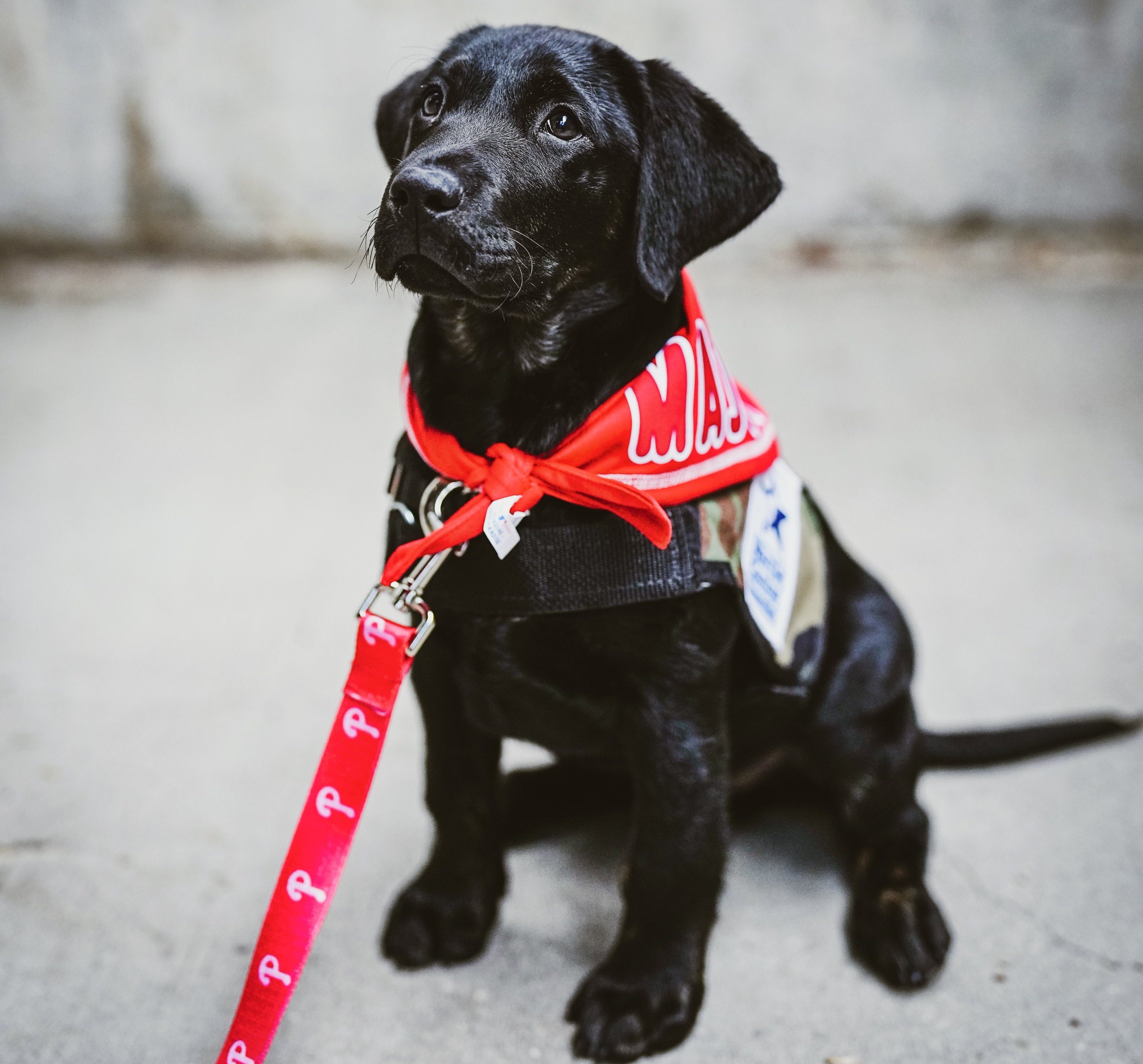 Meet Adorable Service Pup-In-Training At Philadelphia Phillies