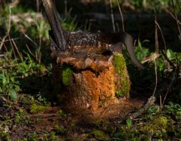 An abandoned well is seen on the property of Cheryl and Joe Thomas in Duke Center, Pennsylvania.
(Nate Smallwood / For Spotlight PA)