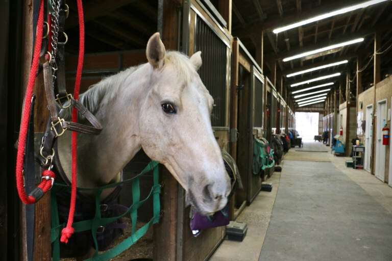 A horse named Sunny looks out of his stall.